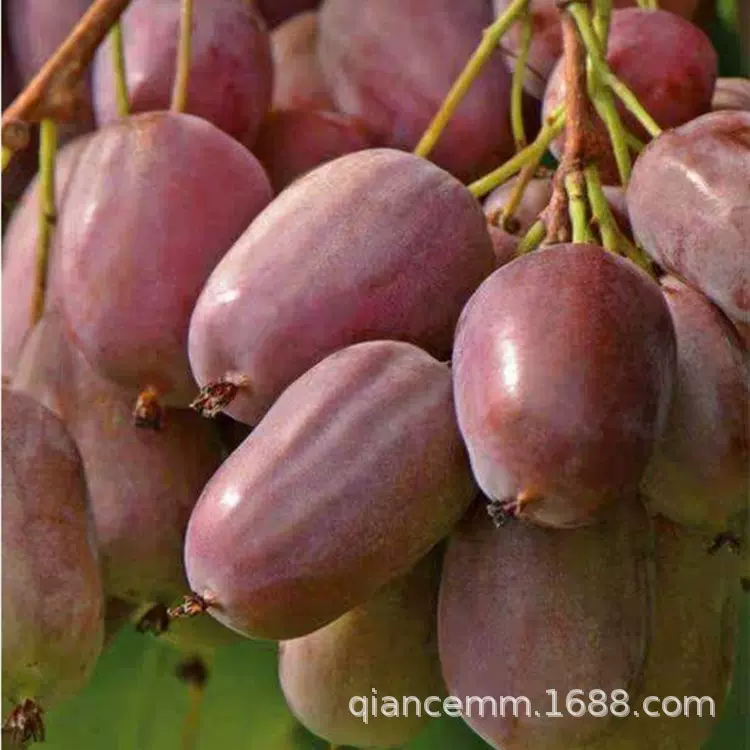 销售软枣猕猴桃树苗盆栽庭院地栽猕猴桃树苗当年结果