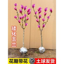 m玧mϱNֲͥԺļͺֲ