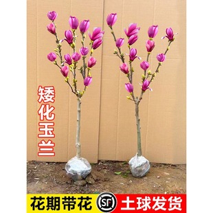 �������m�����玧���������m�����ϱ����NֲͥԺ�ļ������ͺ�ֲ��