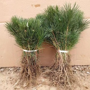 ����NҎ�񡿾G����ľ�ɘ����С��ͥԺ��������ɘ����ļ�������