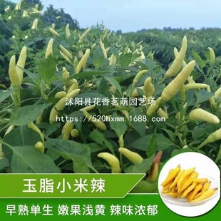 �����ݽ�С�������N���ļ����콷�N����֬С�׽�ָ�콷�N�߲˷N��