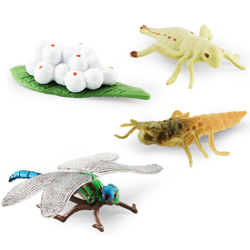 Simulación modelo animal juguete Caracol libélula mosquito saltamontes ciclo de crecimiento etapa vida cognitiva estática adornos