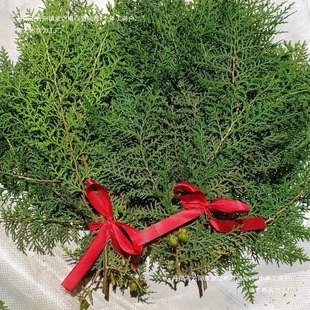 ӆ�����r�ɰ�֦��؂Ȱ������L�����r��֦���w�廨Ѭ�D������c�Y