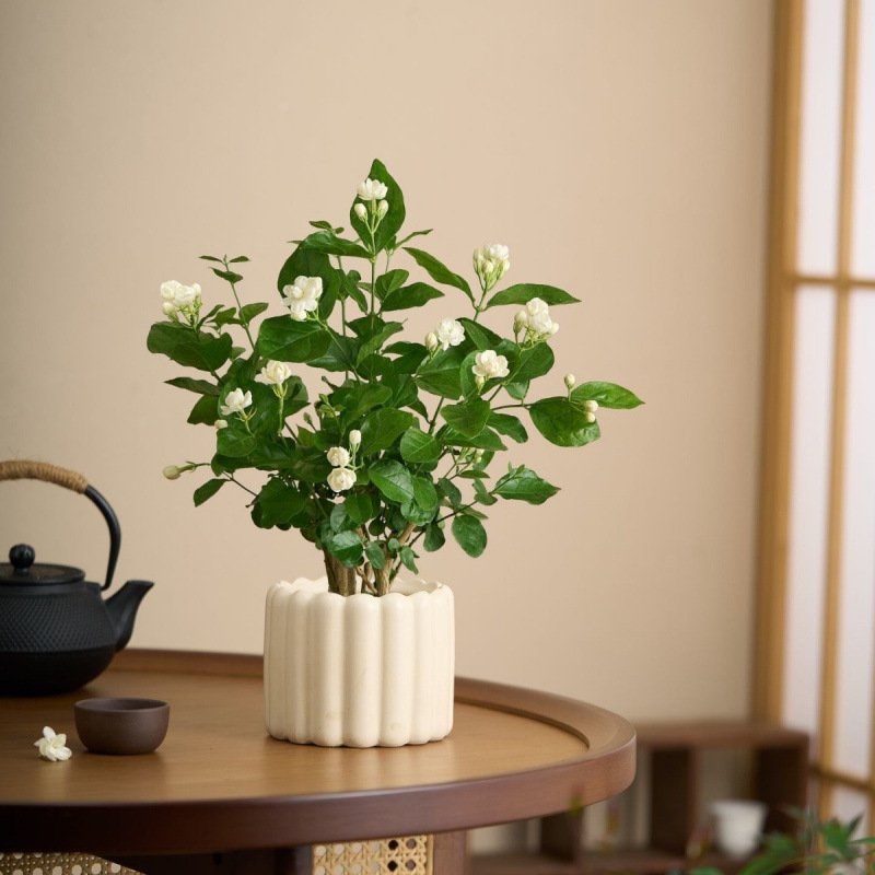 茉莉花盆栽浓香带花苞室内水培驱蚊四季好养绿植花卉厂家直销跨境