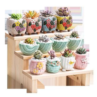Succulent Plants with Pots, Kindergarten Flowers, Novice Succulent Combinations, Small Potted Plants with Pots and Soil Factory, One Piece of Competition