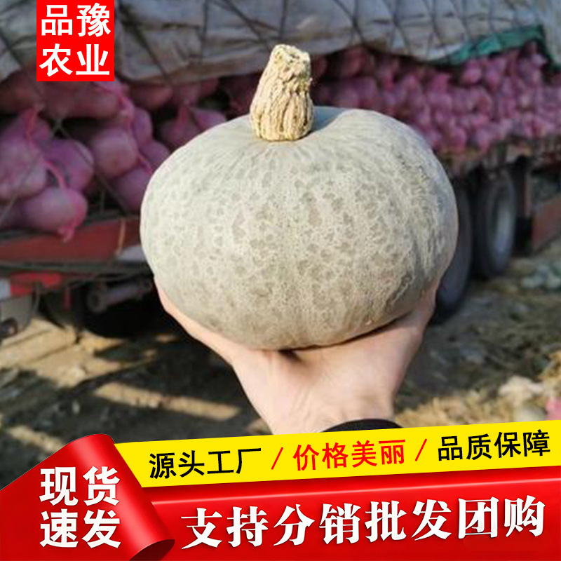 Authentic Xinjiang Silver Chestnut Pumpkin, Silver Beibei, Soft and Sweet, Fresh Vegetables, 4.5kg Pack, Natural Ripeness, Available for Dropshipping