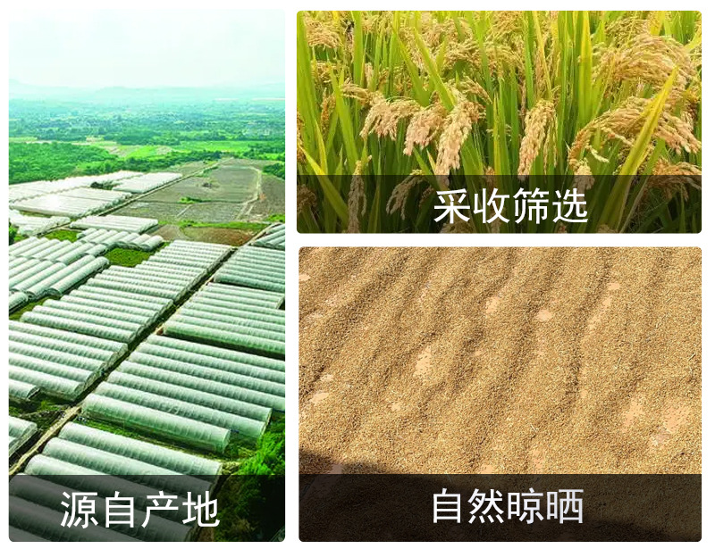 Brown Rice (Oryza sativa) — Northeast New-Crop Whole Grain for Rice Tea & Congee in use