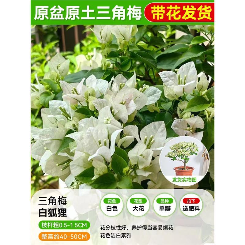 [꽃과 함께 배송되며 수령시 즉시 즐겨보세요] 흰여우 부겐빌레아 모종 40- 45cm