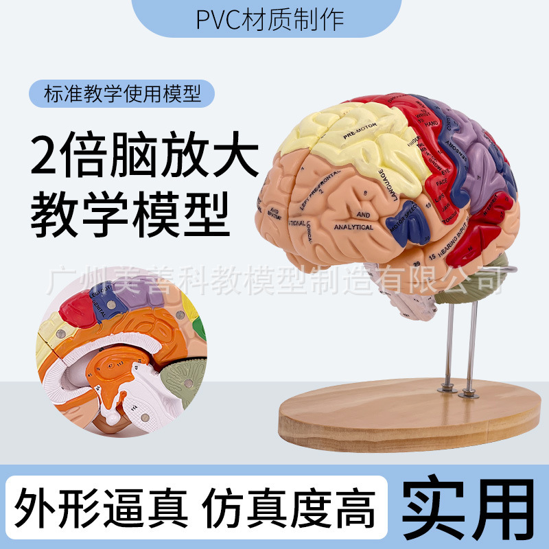2X Magnification Luxury Brain Model, Brain Anatomy Model, Brain Nerve Structure Anatomy Model, Brain Function Partition 2X Magnification Luxury Brain Model, Brain Anatomy Model, Brain Nerve Structure Anatomy Model, Brain Function Partition