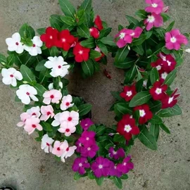 盆栽;其他园林植物;干花