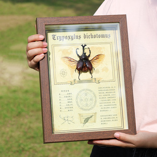 Unicorn Natural Real Insect Specimen Rare Beetle Photo Frame Decorative Painting Finished Display Frame Kidsren's Popular Science Gift