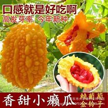 金癞瓜种子癞葡萄种子红心苦瓜金铃子四季播庭院春季水果蔬菜种子
