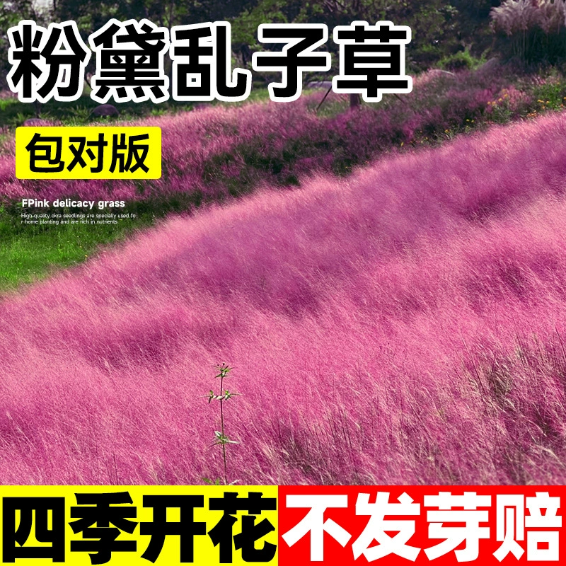 Семена розового и белого миксантуса, семена цветов, семена миксантуса, популярные семена цветов четырех сезонов, декоративные морозостойкие семена цветов для двора.