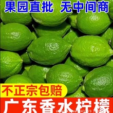 广东香水柠檬5斤正宗一级果奶茶店专用饮品柠檬茶新鲜香水柠檬3斤