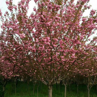 ���Ⱦ����Ұ�t�ۼ��˸��NҎ���е��G���uצ�ʱ��Ҽt�����@С�^