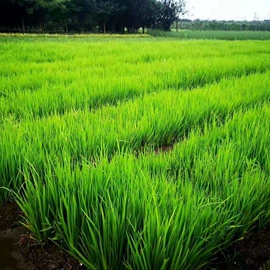 灌木;水生植物;一二年生花卉