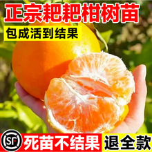 ��Ҋ��ҰҸ̘���޽ӹ���������Ә��紺Ҋ���θ̘��紺Ҋ����