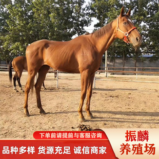 �������հ�Ѫ�R �T���Rƥ ��Ѫ�R Сͯ�R�����X �����u��