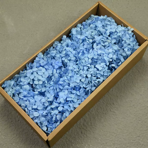 Class B Anna Hydrangea Blue 2