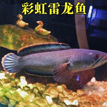 观赏七星鱼彩虹雷龙鱼耐养冷水鱼淡水鱼凶猛红月珍珠雷龙