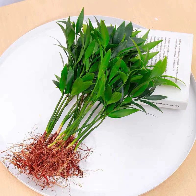 Гидропоника Новые питомцы бамбука и кипариса в горшках