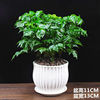 Protective amulet, small pot indoor for living room, plant lamp for office