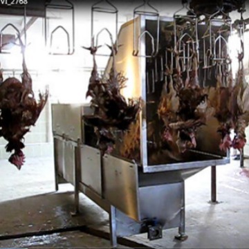 供应 鸡鸭鹅自动喷淋烫毛机 屠宰设备 直式浸烫池家禽宰杀设备