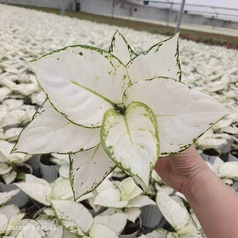 [Базовые прямые поставки] Чистые красные листья Растения и цветы Ruyi Cottlegrass Маленький горшок 120 белых слонов