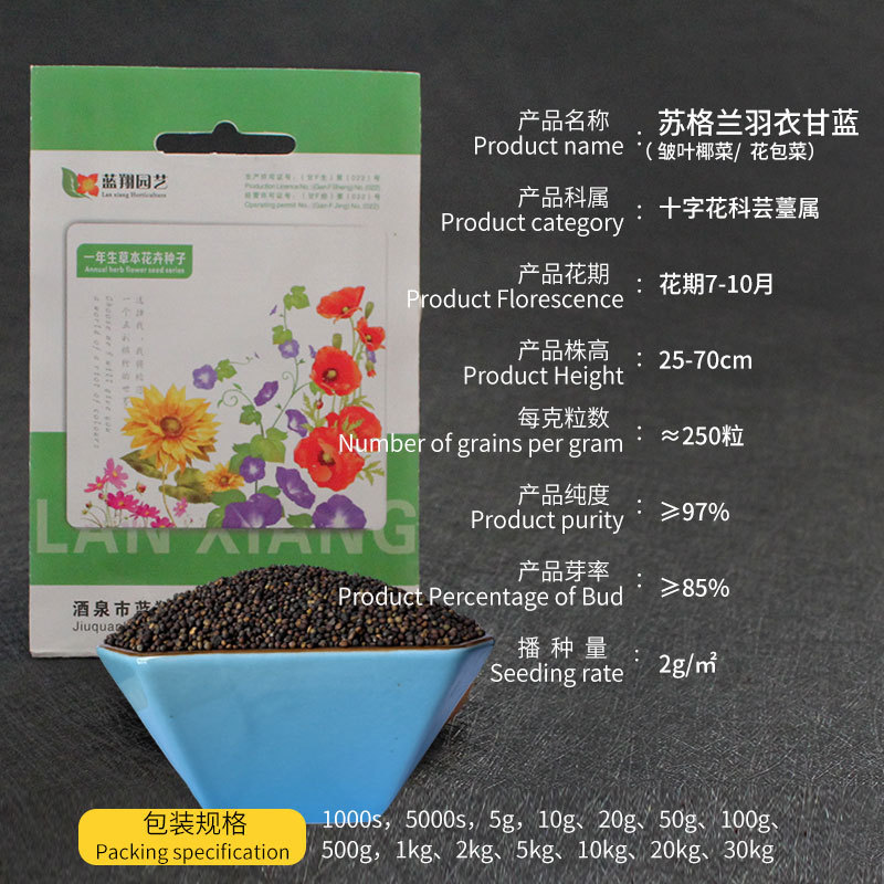 スコットランドケールの種子、食用観賞用野菜の種子、ベランダ鉢植え、手頃な価格で供給|undefined