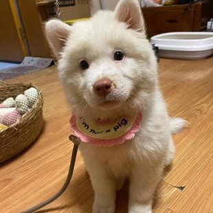 ����Ȯ��������Ȯ���CȮ����������w����Ȯ���ɼ��N�V��������