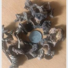 野生松蘑粘团子粘蛾子小松蛾子土信窝子野生蘑菇干货自然晒干分类