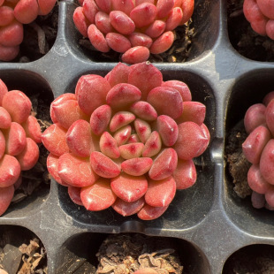 Succulent Wholesale Succulent Plant Ruby ​​Is Easy to Grow and Live Succulent Green Plant Flower Potted Expensive and Cute