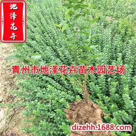 基地供应绿色灌木卫矛 批发园林绿化植物卫矛球价格