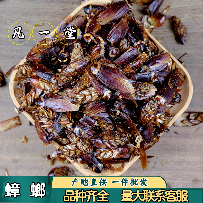 Fanyitang Cockroach Cockroach Dried Oil Thief Cockroach Insect Naturally Dried Authentic Selection of Materials Can Be Delivered Tracelessly