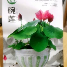 ԭbʰɏNļ_ˮˮֲ˯ɏ҃ȺB~쾰