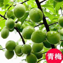 青梅苗树苗青口梅酸梅苗乌梅种植梅子树嫁接李子树苗南方当年结果