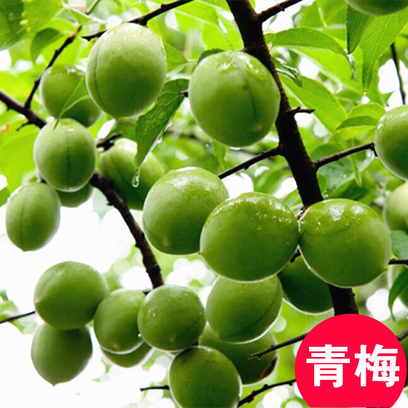 青梅苗树苗青口梅酸梅苗乌梅种植梅子树嫁接李子树苗南方当年结果
