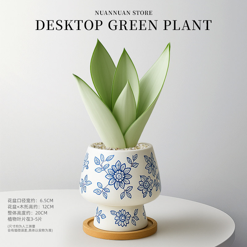 精选白玉虎皮兰（3-5片叶子）+青花高脚陶瓷盆+竹托
