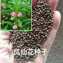 凤仙花种子籽四季庭院盆栽地栽凤仙透骨草指甲花急性子桃红金凤花