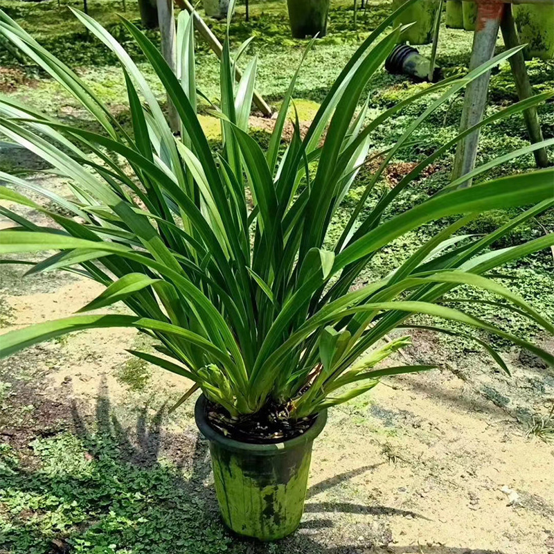 广东基地直批企黑兰花苗带花苞浓香墨兰室内客厅办公花卉绿_2