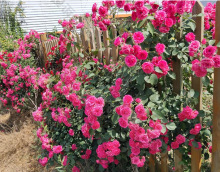 一件代發藤本月季薔薇花苗盆栽玫瑰龍沙寶石母本老樁大苗庭院露台