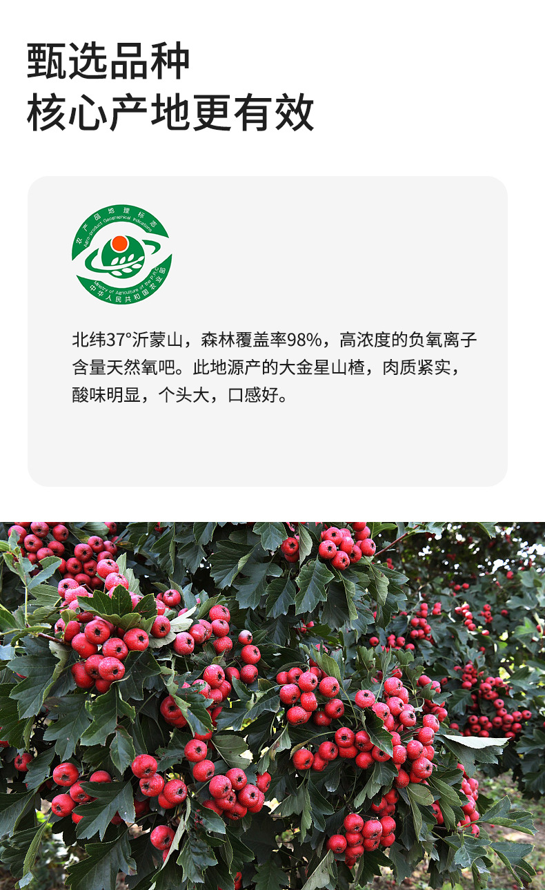 Dried Hawthorn Rings Shan Zha Seedless Coreless Fruit Tea 200g Jar in use