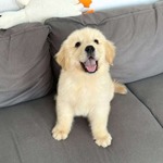 犬舍出售纯种金毛幼犬 赛级金毛犬导盲犬 家养高智商大暖男小金毛