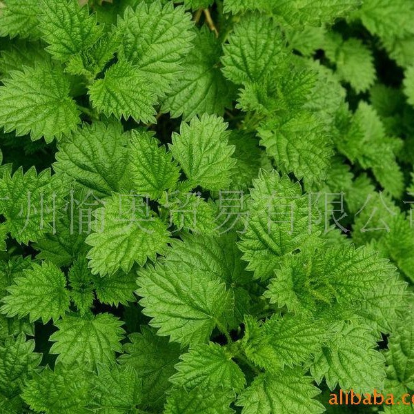 供应优质薄荷香精5KG起  糖果应用 饮料应用