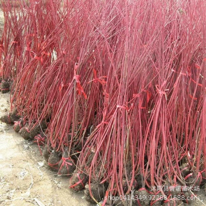 Продайте зеленые инженерные саженцы, небольшие саженцы красных и красных, красных и красных, красных и зеленых саженцев с полными спецификациями и скидкой на большое количество