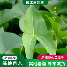 ˮ���Ĺ���ȹ��N�״���ˮ��ֲ��ˮ���~�׳��������N�򻨻���β��