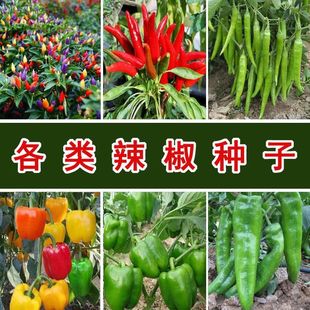 �����N����ʽ����콷����ţ�ǽ��������ļ����߲˷N���̨ͥԺ