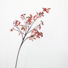 �����l�t��ɼ����֦ˇ�g�廨�͏d�t��֦��ˇ�zӰ�����b���