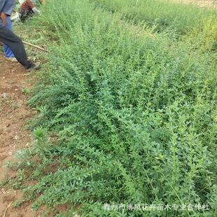 lGoֲ@ӭӭSܰԅرֲ̨