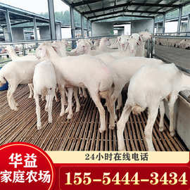 养殖场出售 小尾寒羊 头胎怀孕大母羊 批发小羊羔 种公羊
